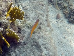 Yellowhead Wrasse Juvenile (2